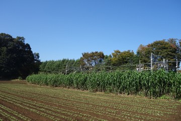 日本の線路沿いの11月の畑