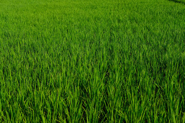 green padi rice field farm green organic grass