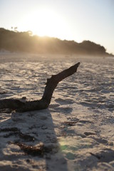 Fototapeta premium Sand beach, Stradbroke Island beach , surf water, waves, rocks fish, dead fish, toad fish salt water, 