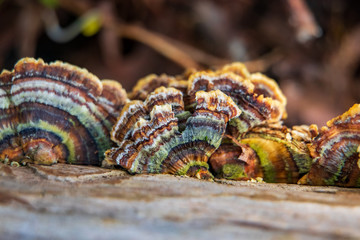 Colorful turkey tail mushroom (Trametes versicolor) growing on a log