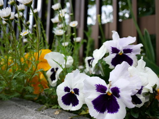 都会の花