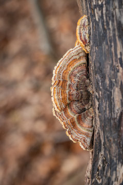 Brown turkey tail mushroom (Trametes versicolor) growing on a log