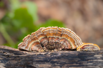 Fototapeta premium Brown turkey tail mushroom (Trametes versicolor) growing on a log
