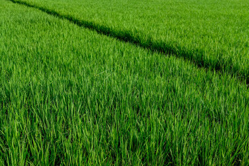 green padi rice field farm green organic grass