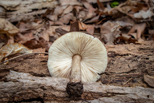 Deer mushroom (Pluteus cervinus) growing in the woods