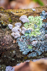 Split gill mushroom (Schizophyllum commune) and lichen growing on a log