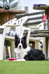 ドッグランで遊ぶボーダーコリー