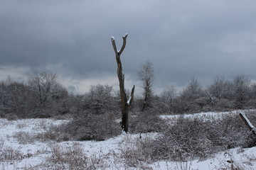 tree in snow