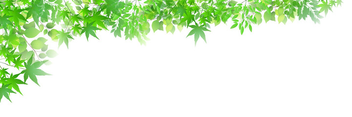 Naklejka premium 新緑 葉 植物 背景