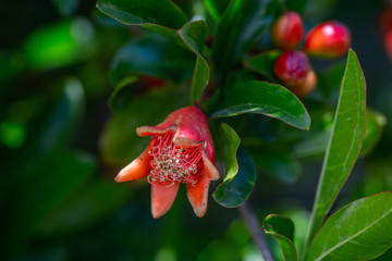 Pomegranate tree in bloom. Beautiful pomegranate tree flowers close up