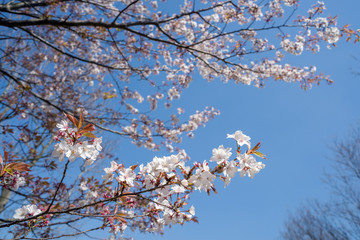 青空の下の山桜の花の咲いた枝