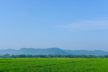 farm fields green rice nature farm blue sky background