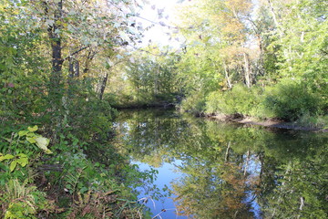 river in the forest