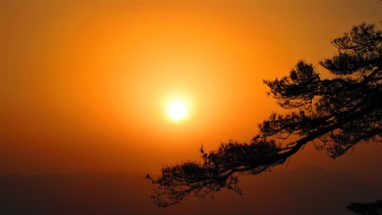 Fototapeta na wymiar Silhouette Tree Against Orange Sky