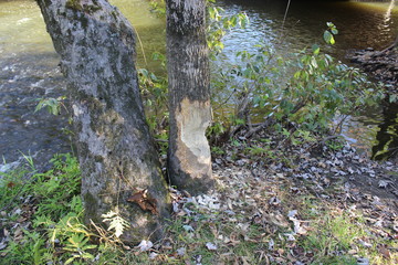 tree in the woods