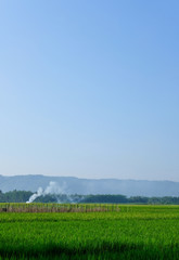 green padi rice field farm organic grass with blue sky and mountain
