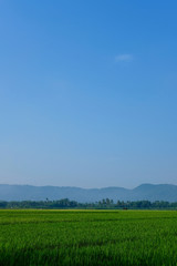 green padi rice field farm organic grass with blue sky and mountain