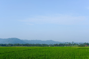 farm fields green rice nature farm blue sky background