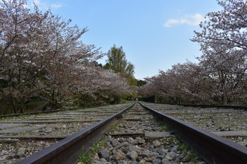 Fototapeta premium 線路と桜