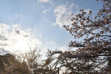 桜と空