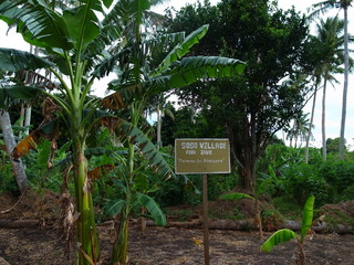 フィジーの農園