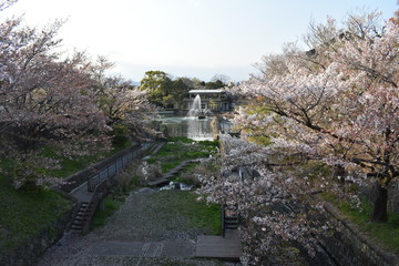 Fototapeta na wymiar 桜と噴水
