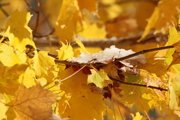 yellow maple leaves