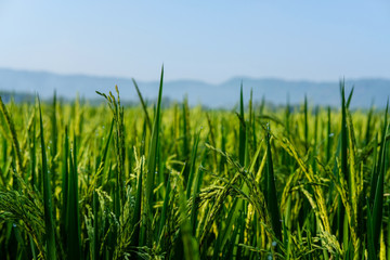 Fototapeta na wymiar farm fields green rice nature farm blue sky background
