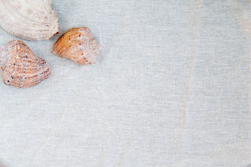 White fabric background with three sea shells in the left corner