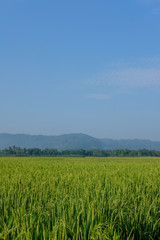 farm fields green rice nature farm blue sky background