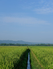 farm fields green rice nature farm blue sky background