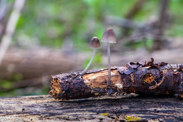 Grey mycena mushroom growing on wood