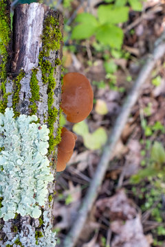 Wood ear (Auricularia auricula-judae) mushroom growing on a log