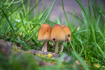 Glistening inkcap (Coprinellus micaceus) mushroom growing in grass