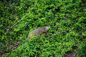 Groundhog