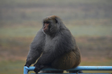 A wild male baboon is sitting on a blue railing in a misty landscape, India. He is in profile. His...