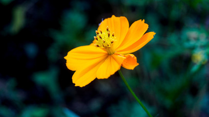 yellow flower in the garden