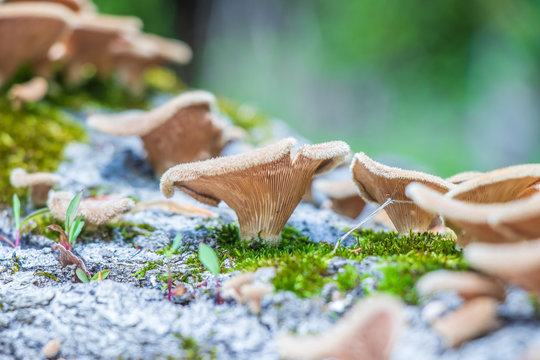 Ruddy panus (Panus neostrigosus) growing on a log