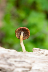 Close-up of mushroom gills
