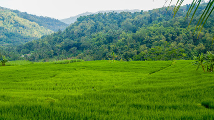 Obraz premium rice field in thailand