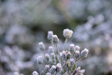Frost on plants