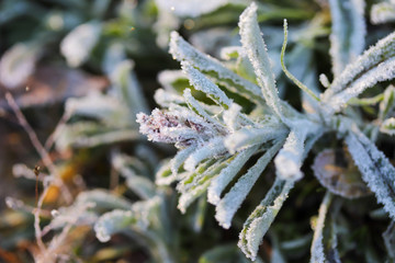 Frost on plants