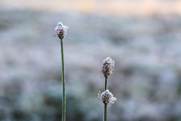 Frosty Flower