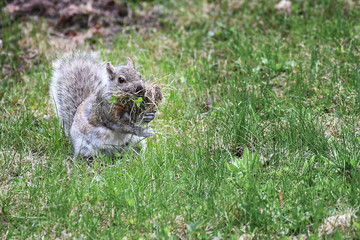 Closeup of a Grey Squirrel picking up grass to build its nest