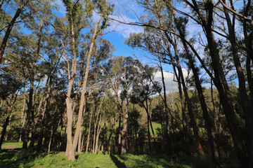 Australian River