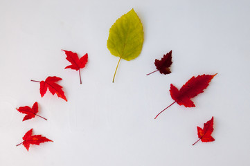Autumn still life : red maple leaves and one green one arranged in a semicircle