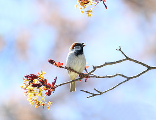 song bird standing on tree branch in spring