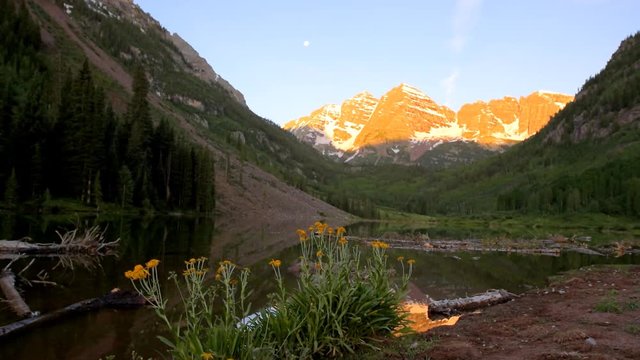 Group of yellow daisy flowers wildflowers at sunrise seamless cinemagraph loop view of Maroon Bells lake in Aspen, Colorado with moon