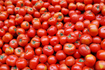  close up on fresh tomato pile in harvest season 