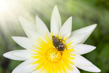 Obraz premium Beautiful white lotus flower with.